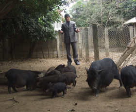 Phó Chủ tịch UBND xã Bùi Văn Lương nuôi nhím, lợn rừng cho thu nhập cao.
 
